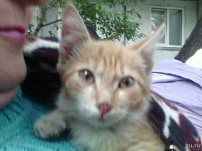 Лот: 8228464. Фото: 1. Котенок в добрые руки. Кошки, котята