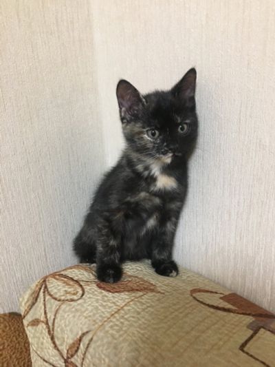 Лот: 15250121. Фото: 1. Трёх цветная девочка 2 мес в хорошие... Кошки, котята