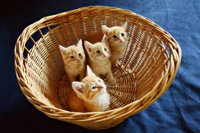 Лот: 7692372. Фото: 1. Солнечные рыжики. Кошки, котята