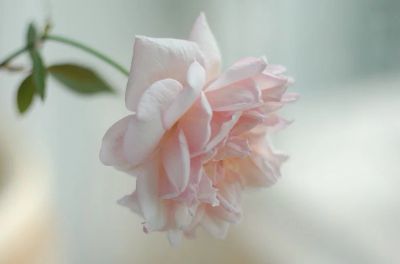 Лот: 5960316. Фото: 1. Роза комнатная нежно-розовая... Горшечные растения и комнатные цветы