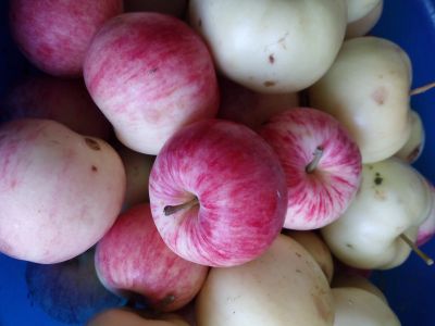 Лот: 12073719. Фото: 1. Яблоки со своего сада,очень вкусные. Овощи, фрукты, зелень