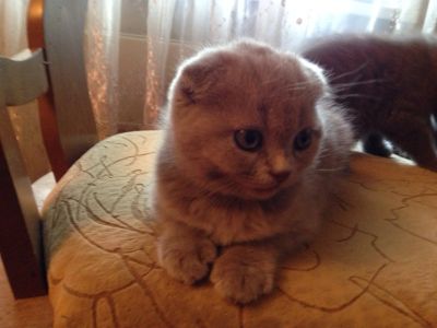 Лот: 4493006. Фото: 1. шотландские очаровашки. Кошки, котята