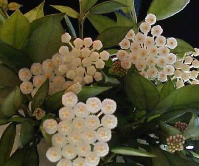 Лот: 7915184. Фото: 1. Хойя Лакуноза (Hoya lacunosa). Горшечные растения и комнатные цветы
