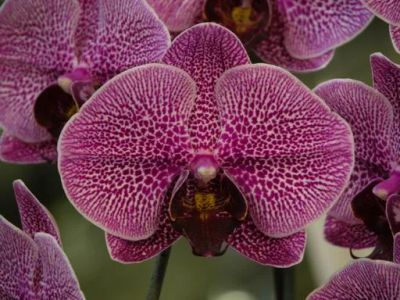Лот: 3762908. Фото: 1. P. Da-chien Spider Beauty x Dtps... Горшечные растения и комнатные цветы