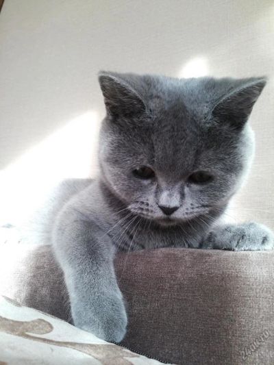 Лот: 5898707. Фото: 1. Британцы. Кошки, котята