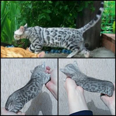 Лот: 3616827. Фото: 1. Бенгальские котята. Кошки, котята