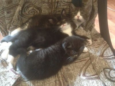 Лот: 11781424. Фото: 1. Котята шотландские. Кошки, котята