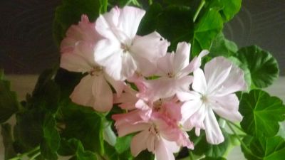 Лот: 3850628. Фото: 1. пеларгония Deacon Lilac mist. Горшечные растения и комнатные цветы