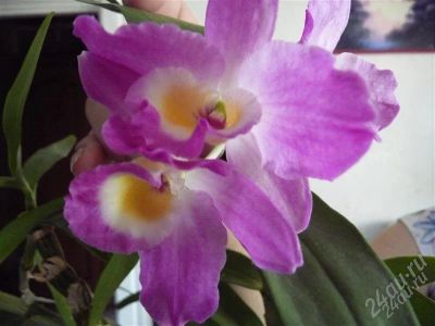 Лот: 937931. Фото: 1. орхидея Дендробиум Honey Leen. Горшечные растения и комнатные цветы