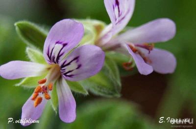 Лот: 9728892. Фото: 1. душистая пеларгония Vitifolium... Горшечные растения и комнатные цветы