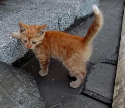 Лот: 5805038. Фото: 1. Отдам мальчика, 3мес.Мама-крысоловка... Кошки, котята