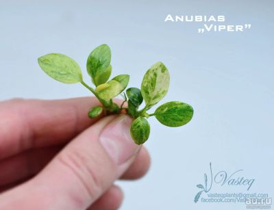 Лот: 18565777. Фото: 1. Анубиас Вайпер / Anubias "Viper... Водные растения