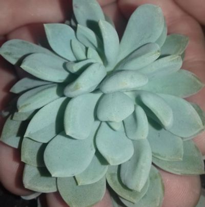 Лот: 8678319. Фото: 1. эчеверния амоена Echeveria amoena... Горшечные растения и комнатные цветы