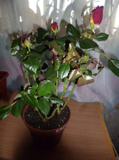 Лот: 3768659. Фото: 1. Роза 2. Горшечные растения и комнатные цветы