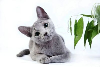 Лот: 3794490. Фото: 1. Русская голубая 3 месяца мальчик. Кошки, котята