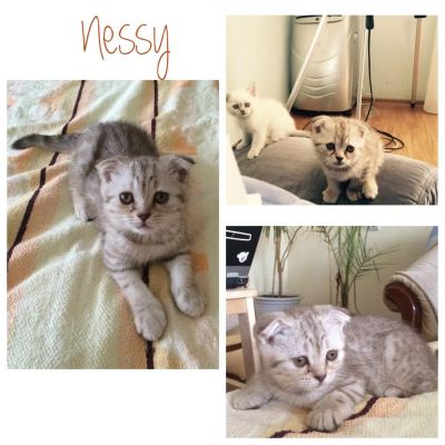 Лот: 5523538. Фото: 1. Шотландский вислоухий котенок. Кошки, котята