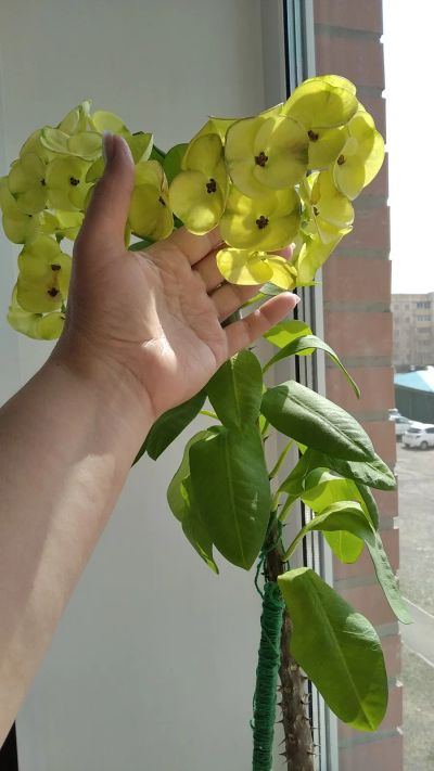 Лот: 20968389. Фото: 1. Молочай Эуфорбия Миля крупноцветковая... Горшечные растения и комнатные цветы