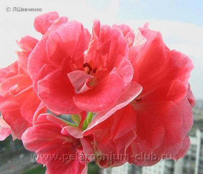 Лот: 4182875. Фото: 1. пеларгония " Beverly Park " Цветет... Горшечные растения и комнатные цветы