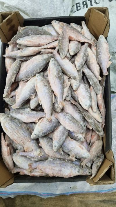 Лот: 20764385. Фото: 1. Плотва н/р с/м. Икра, рыба, морепродукты