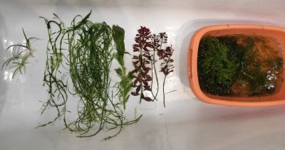 Лот: 17458595. Фото: 1. Набор неприхотливых растений... Водные растения