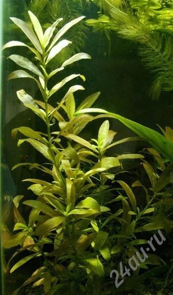 Лот: 375113. Фото: 1. Набор растений (Гигрофила многосеменная... Водные растения