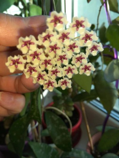 Лот: 9833978. Фото: 1. Хойя Hoya phuwuaensis (Hoya sp... Горшечные растения и комнатные цветы