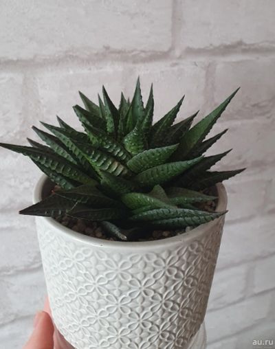 Лот: 17564501. Фото: 1. Хавортия лимолистная (лат. haworthia... Горшечные растения и комнатные цветы