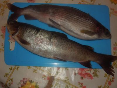 Лот: 6485301. Фото: 1. Хариус высшего сорта-370. Икра, рыба, морепродукты