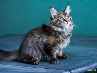 Лот: 12799182. Фото: 1. Котёнок Мейн-кун (Суоми). Кошки, котята
