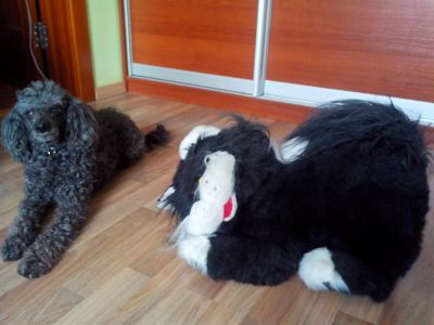 Лот: 3946311. Фото: 1. Мягкий и пушистый большой Черный... Мягкие