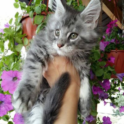 Лот: 10130070. Фото: 1. Мальчик Мейн-кун мрамор (голубой... Кошки, котята