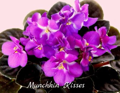 Лот: 8500856. Фото: 1. Минифиалка сортовая Munchkin... Горшечные растения и комнатные цветы