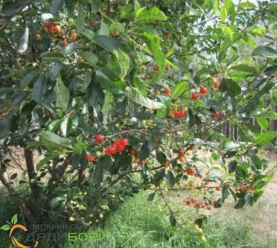 Лот: 22992913. Фото: 1. Куплю свежий лист вишни (на ножке... Разное