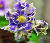 Лот: 5709543. Фото: 1. Детка сортовой фиалки РС-Жар-Птица... Горшечные растения и комнатные цветы