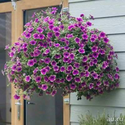 Лот: 13697497. Фото: 1. Вегетативная петуния Surfinia... Садовые цветы