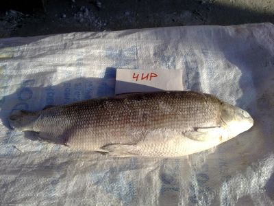 Лот: 8807093. Фото: 1. Чир крупный с/м (вылов август... Икра, рыба, морепродукты