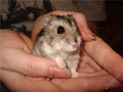 Лот: 964681. Фото: 1. крошечный бесстрашный хомяк. Остальные животные