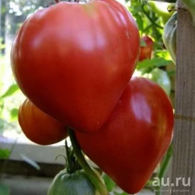 Лот: 13659374. Фото: 1. Рассада томатов. Овощи