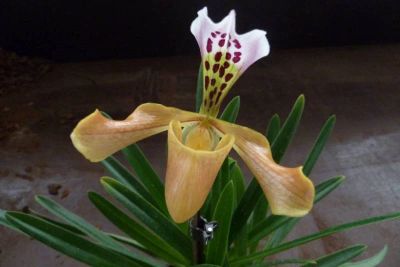 Лот: 8295977. Фото: 1. Орхидея пафиопедилум (Paphiopedilum... Горшечные растения и комнатные цветы
