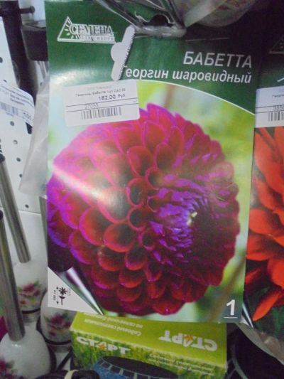 Лот: 7309534. Фото: 1. Семена. Георгин декоративный... Садовые цветы