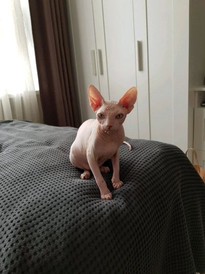 Лот: 11291469. Фото: 1. Котенок.Канадский сфинкс. Из питомника... Кошки, котята