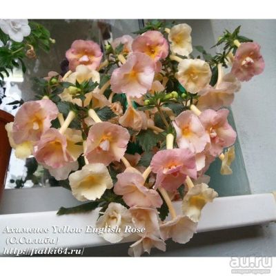 Лот: 13638736. Фото: 1. Ахименес 4 шт. Одним лотом "Yellow... Горшечные растения и комнатные цветы