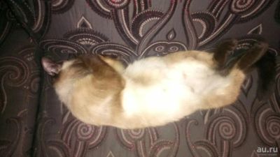 Лот: 10434824. Фото: 1. Сиамская киса. Кошки, котята