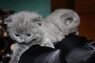 Лот: 949722. Фото: 1. Котята британцы. Остальные животные