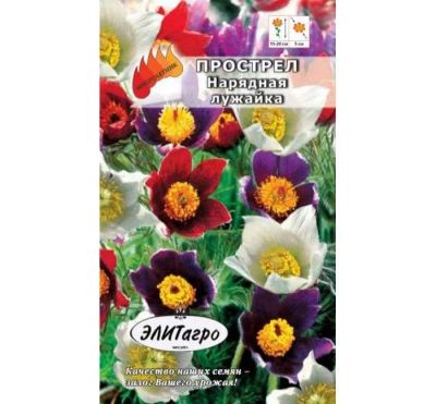 Лот: 11024458. Фото: 1. Прострел Нарядная Лужайка смесь... Садовые цветы