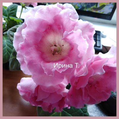 Лот: 14470749. Фото: 1. Глоксиния "ЕН 17/04" - лист укорененный... Горшечные растения и комнатные цветы