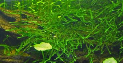 Лот: 15393391. Фото: 1. Яванский мох, или весикулярия... Водные растения
