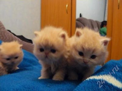 Лот: 268248. Фото: 1. Персы. Остался один мальчик. Кошки, котята