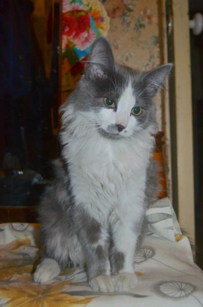 Лот: 7126464. Фото: 1. Ксюшка. Кошки, котята