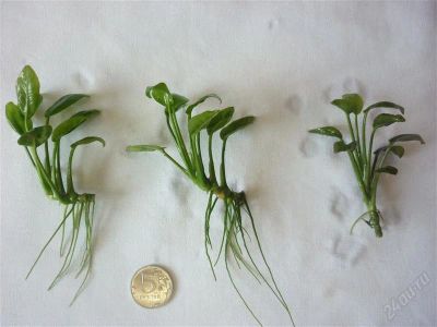 Лот: 2939394. Фото: 1. Анубиас карликовый. Водные растения
